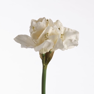 AF Amaryllis L66cm White