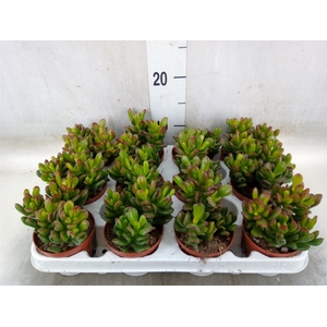 Crassula ovata 'Gandalf'