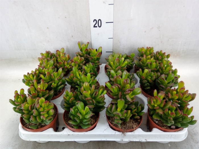 <h4>Crassula ovata 'Gandalf'</h4>
