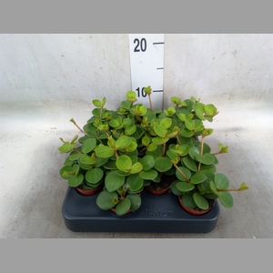 Peperomia tetraphylla 'Hope'