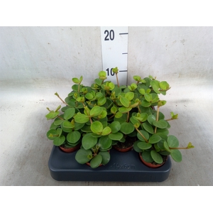 Peperomia tetraphylla 'Hope'