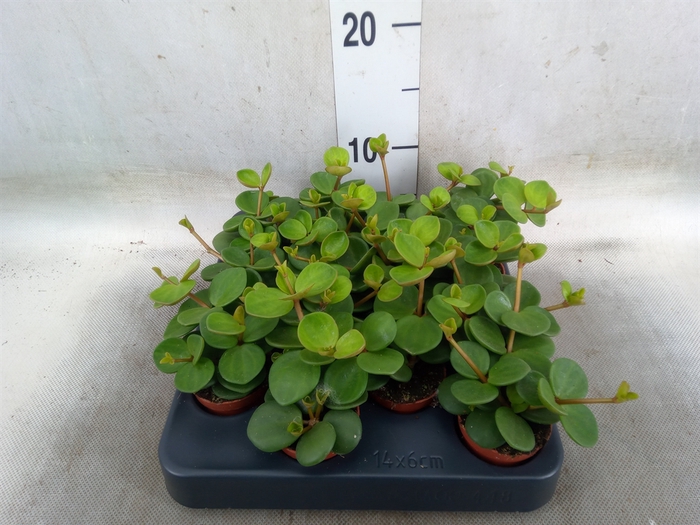 <h4>Peperomia tetraphylla 'Hope'</h4>