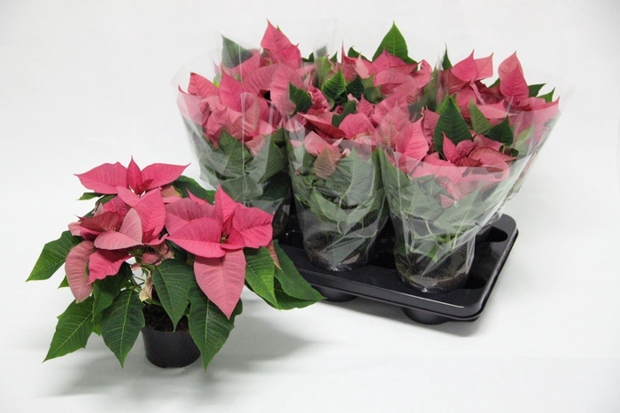 <h4>Euphorbia pulc. 'Premium Pink'</h4>