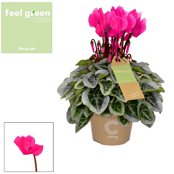 <h4>Cyclaam Picasso Pink Feel Green</h4>