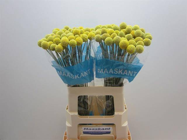 <h4>Craspedia Maaskant</h4>