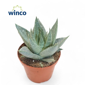 Aloe Ov