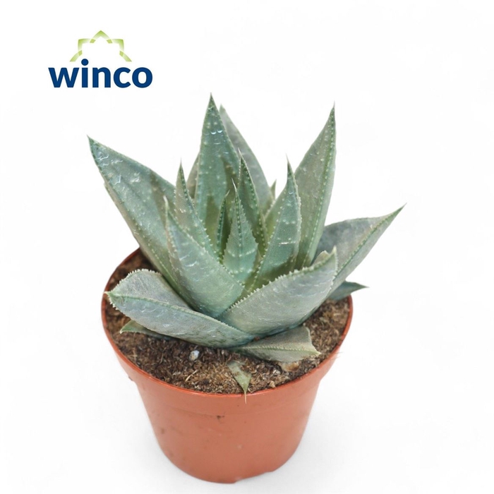 <h4>Aloe Ov</h4>