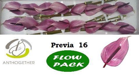 <h4>Anthurium Previa</h4>