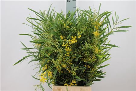 <h4>Acacia Mimosa Floribunda Geel Bloei</h4>