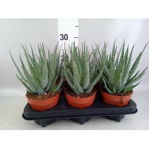 Aloe arborescens