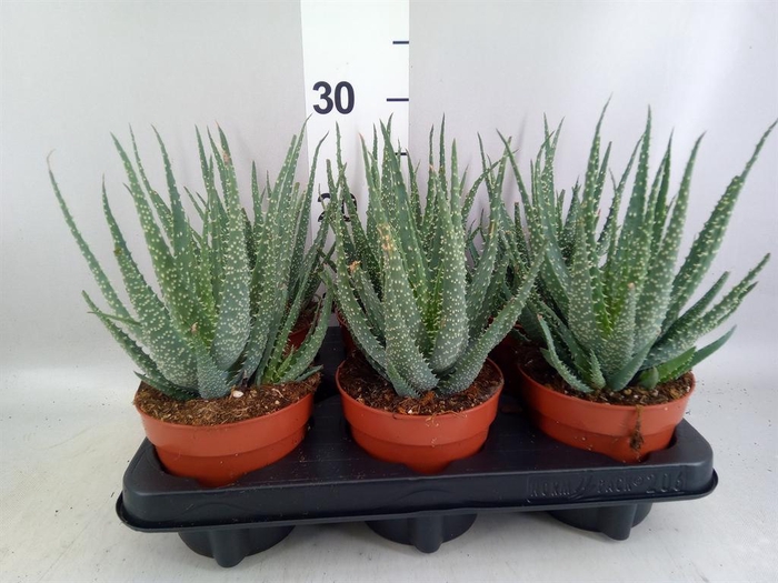 <h4>Aloe arborescens</h4>