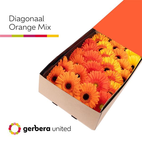 <h4>Ge Gr Mix Orange Box United</h4>