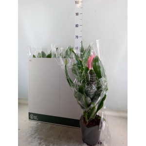 Aechmea fasciata 'Primera'