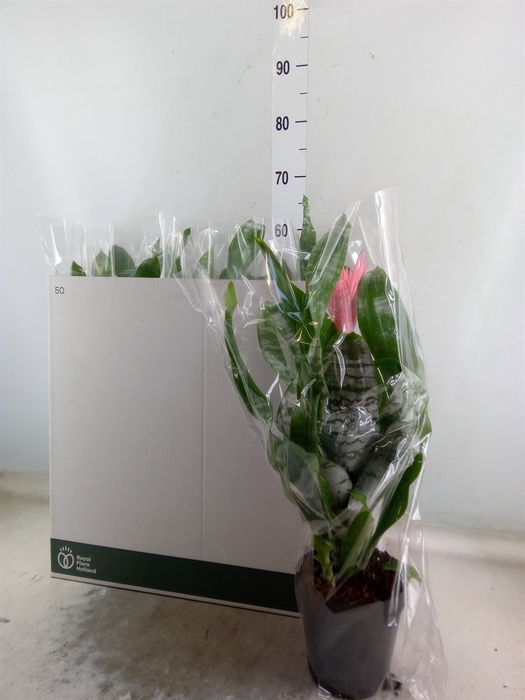 <h4>Aechmea fasciata 'Primera'</h4>