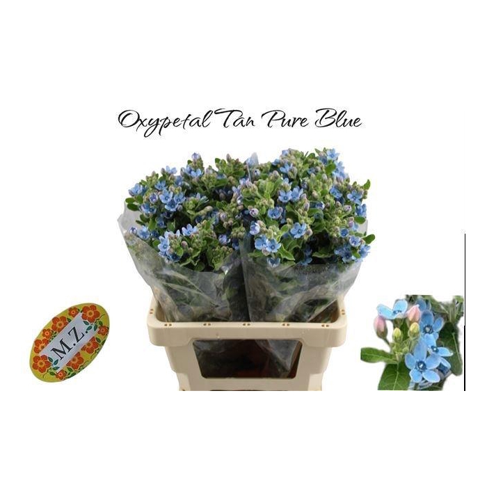 <h4>Oxy Co Tan Pure Blu</h4>