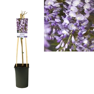 Wisteria sinensis 'Prolific' +light label