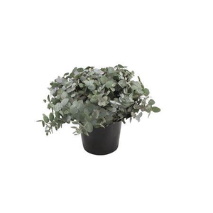 Euca Cinerea 45cm ( Per Tak)