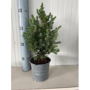Picea glauca Conica