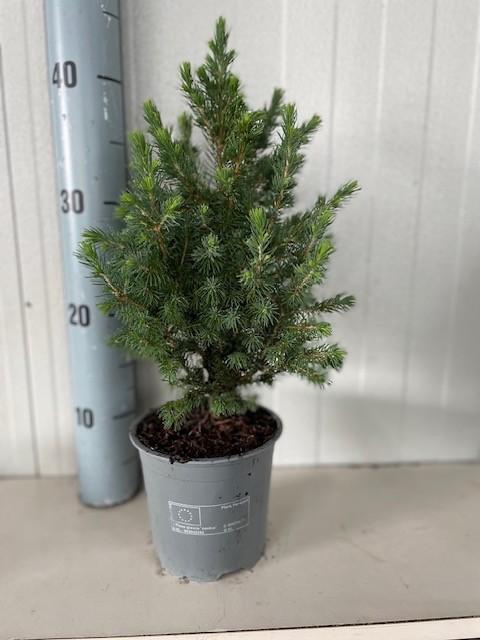 <h4>Picea glauca Conica</h4>