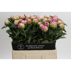 Paeonia Jacorma
