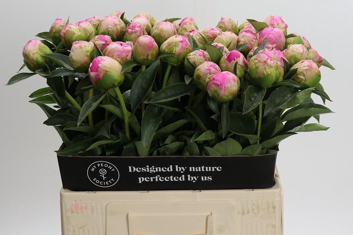 <h4>Paeonia Jacorma</h4>