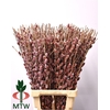 Salix Ch Red Passion