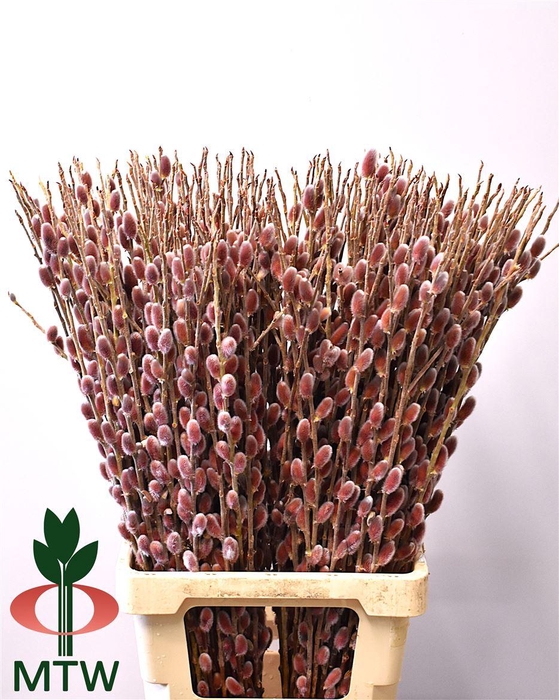 Salix Ch Red Passion