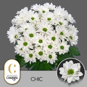 Chr T Chic