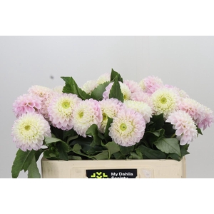 Dahlia Pink Pearl