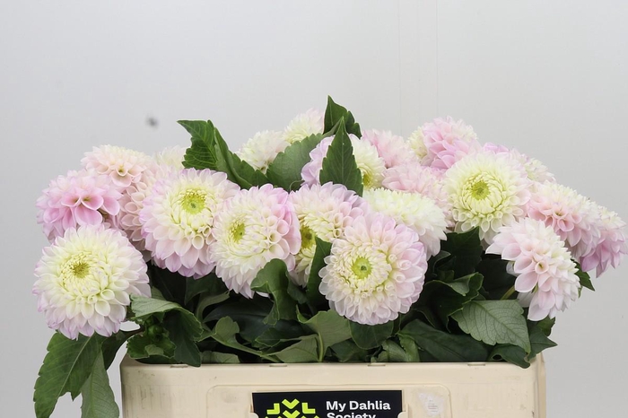 <h4>Dahlia Pink Pearl</h4>
