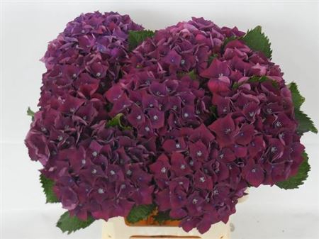 <h4>Hydr M Ch Mon Amo Pa 60 Cm</h4>