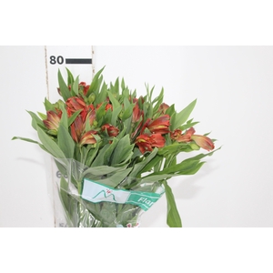 ALSTROEMERIA FLAME 080 CM