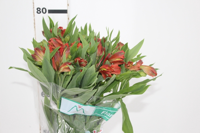 <h4>ALSTROEMERIA FLAME 080 CM</h4>