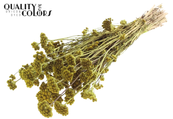 <h4>Lona per bunch Light Green</h4>