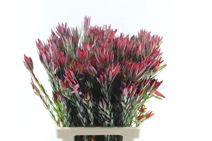 <h4>Leucad Sal Blush Ex</h4>