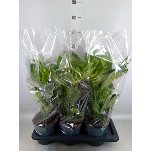 Dieffenbachia seg. 'Reeva'