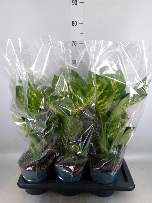 <h4>Dieffenbachia seg. 'Reeva'</h4>