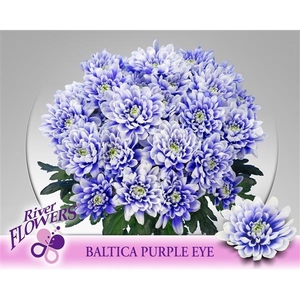 Baltica Purple Eye 90 gram