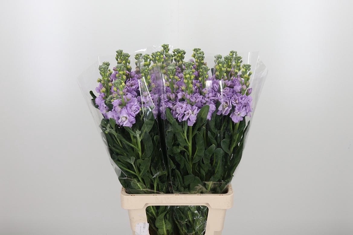 <h4>Matth Iron Marine</h4>