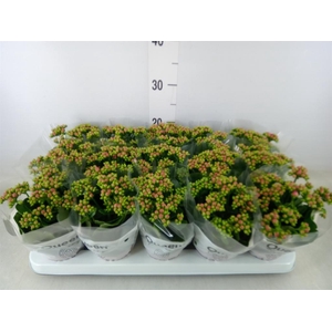 Kalanchoe  'MoreFlow Augusta'