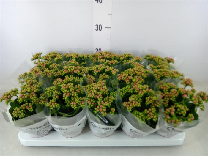 <h4>Kalanchoe 'MoreFlow Augusta'</h4>