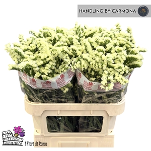 LIM S BLON SUN BIRDS