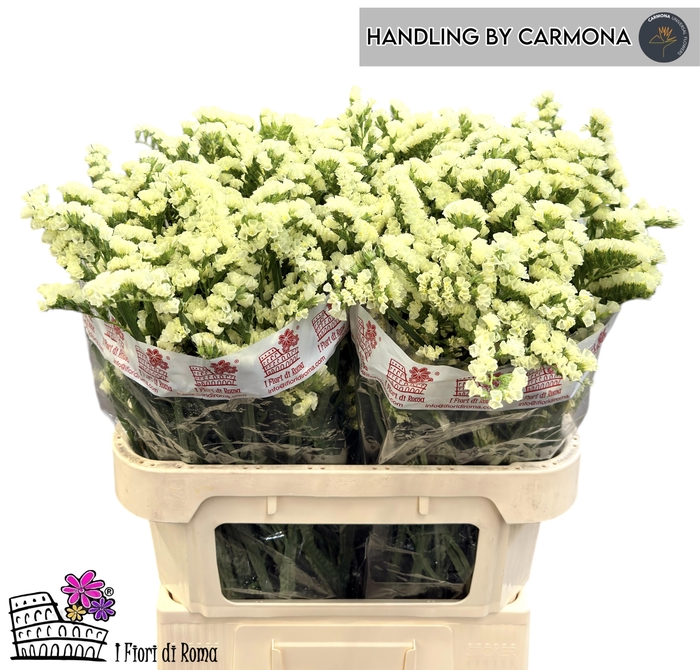 <h4>LIM S BLON SUN BIRDS</h4>