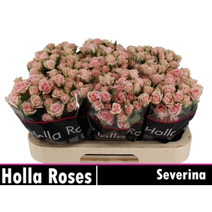 R TR SEVERINA