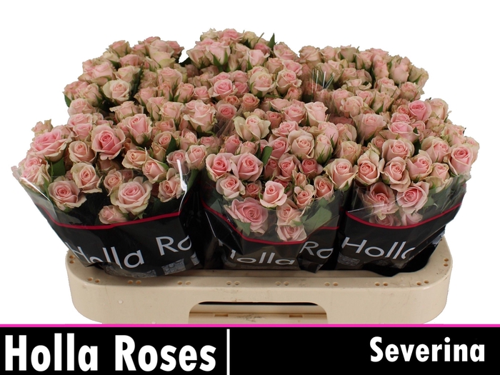 <h4>R TR SEVERINA</h4>