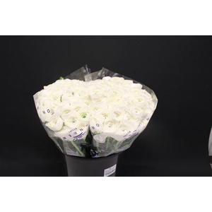 Cloni X White Niveox100