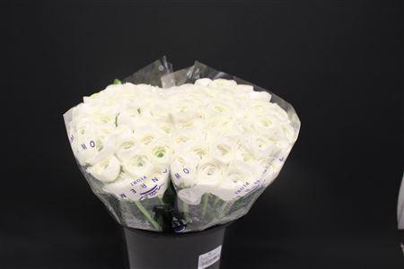 <h4>Cloni X White Niveox100</h4>