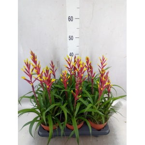 Guzmania  'Misty'