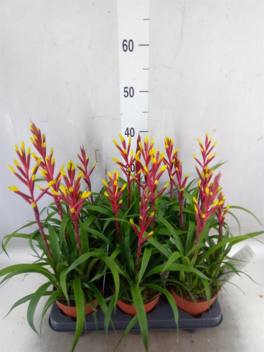 <h4>Guzmania  'Misty'</h4>