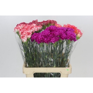 Dianthus St Rainbow Mix